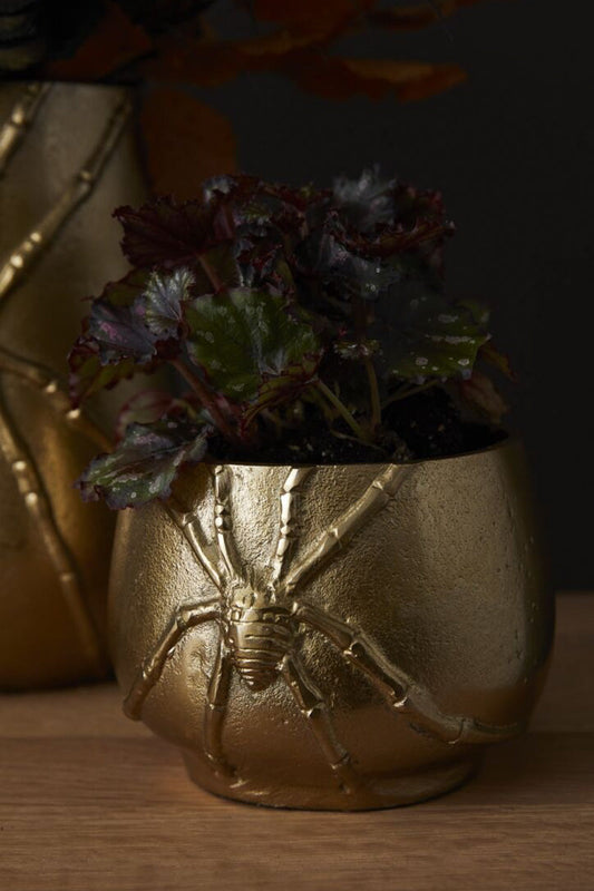 Cellar Spider Pot