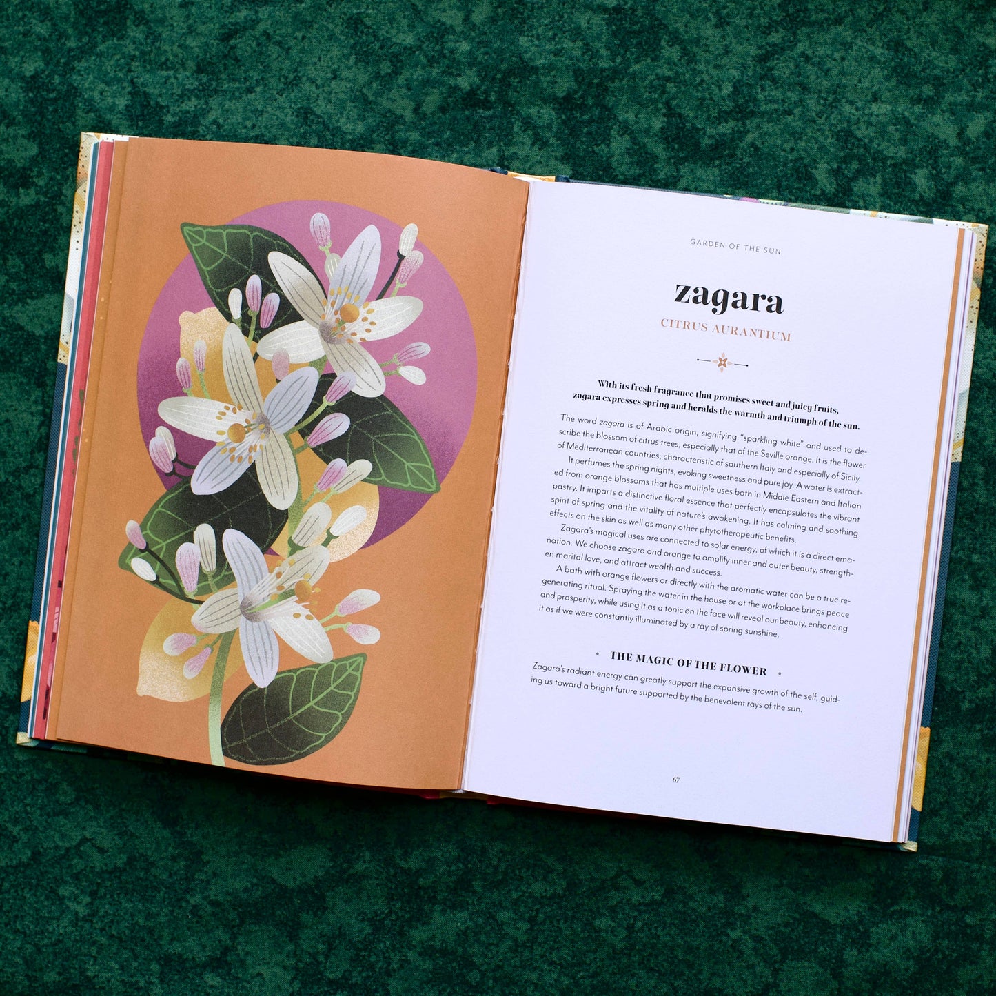 Flower Magic: The Secret Language of Flowers (Hardcover)