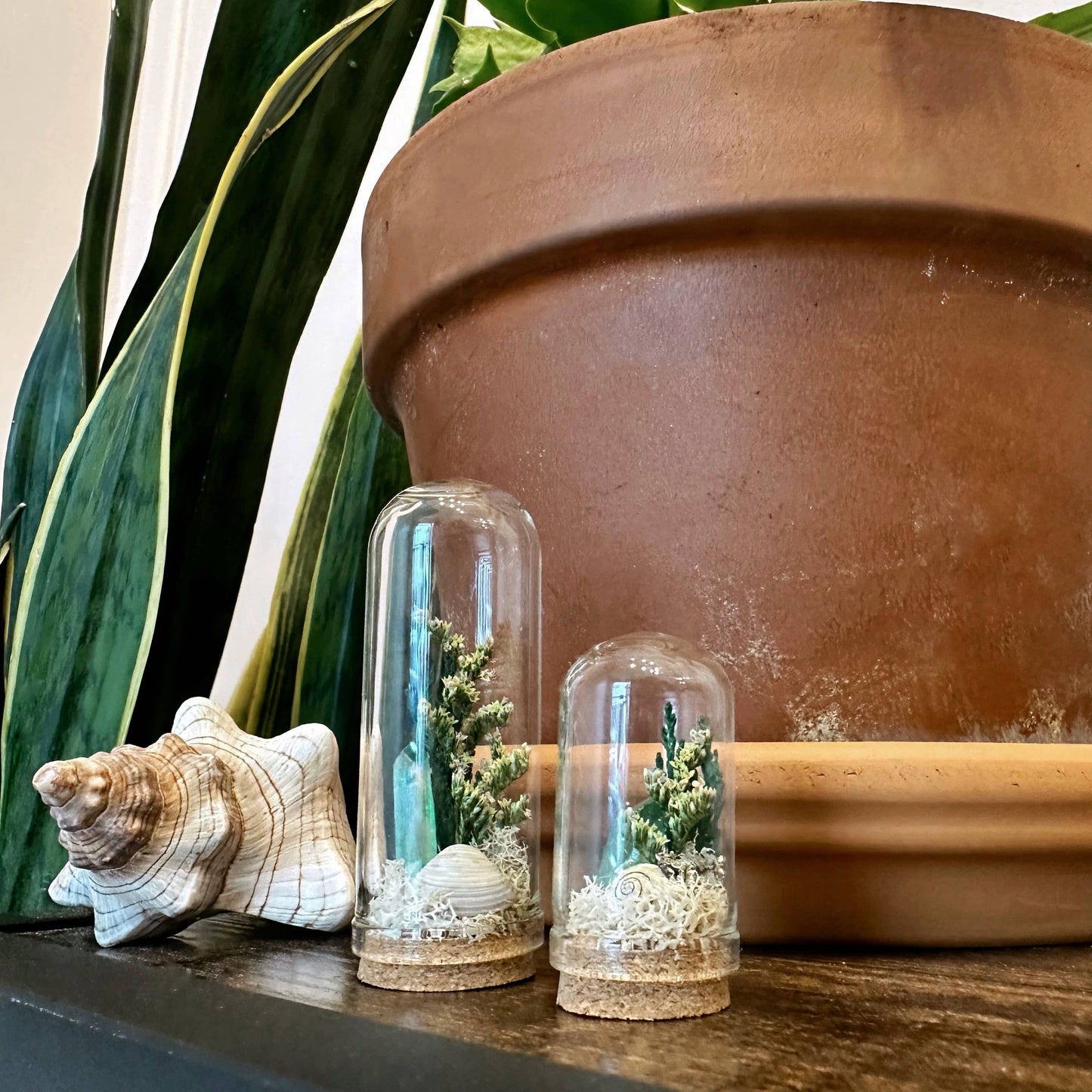Ocean Flora Mini Terrarium Crystal Beach Desk Decor : 2.75"